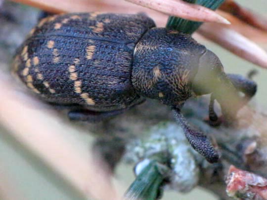 Hylobius abietis, Fichtenrüsselkäfer