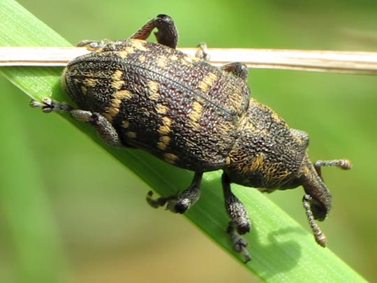 Hylobius abietis, Fichtenrüsselkäfer