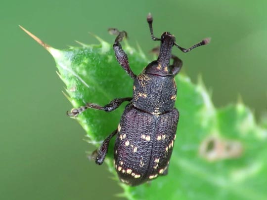 Hylobius abietis, Fichtenrüsselkäfer