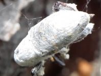 Fichtenrüsselkäfer, Hylobius abietis