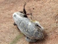 Fichtenrüsselkäfer, Hylobius abietis