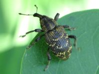 Fichtenrüsselkäfer, Hylobius abietis
