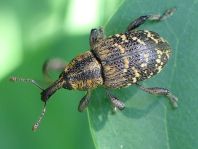 Fichtenrüsselkäfer, Hylobius abietis