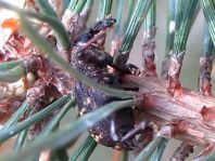 Fichtenrüsselkäfer, Hylobius abietis