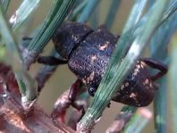 Fichtenrüsselkäfer, Hylobius abietis