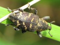Fichtenrüsselkäfer, Hylobius abietis