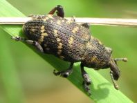Fichtenrüsselkäfer, Hylobius abietis