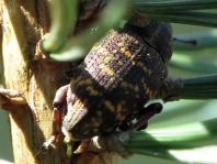 Fichtenrüsselkäfer, Hylobius abietis