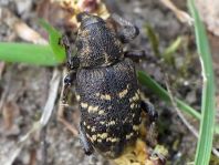 Fichtenrüsselkäfer, Hylobius abietis