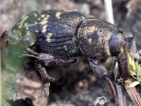 Fichtenrüsselkäfer, Hylobius abietis