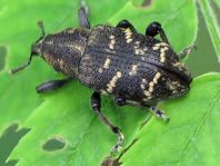 Fichtenrüsselkäfer, Hylobius abietis