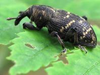 Fichtenrüsselkäfer, Hylobius abietis
