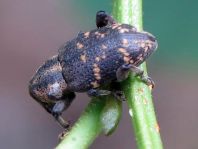 Fichtenrüsselkäfer, Hylobius abietis