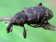 Fichtenrüsselkäfer, Hylobius abietis