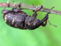 Fichtenrüsselkäfer, Hylobius abietis