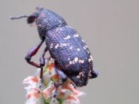 Fichtenrüsselkäfer, Hylobius abietis