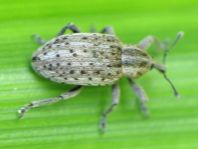 Hypera cf. miles
