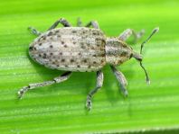 Hypera cf. miles