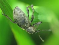 Hypera sp.