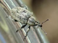 Hypera sp.