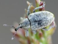 Hypera sp.