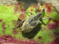 Hypera rumicis