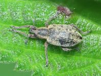 Hypera conmaculata