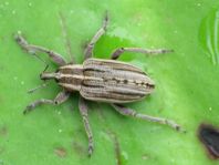 Hypera arator