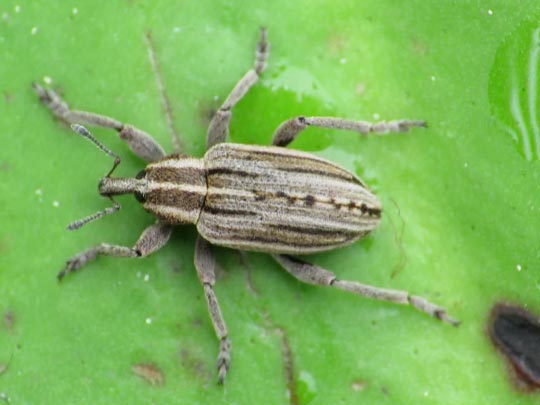Hypera arator