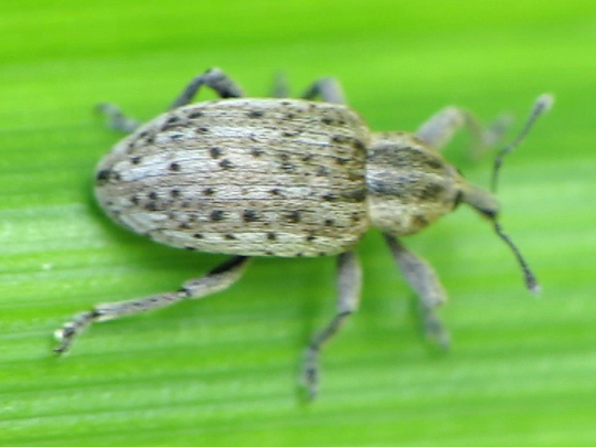 Hypera cf. miles