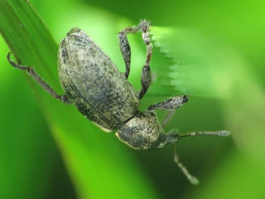 Hypera sp.