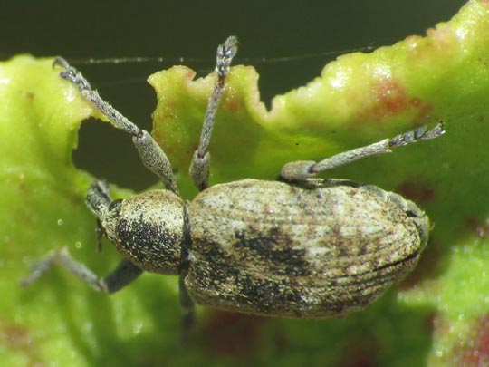 Hypera rumicis