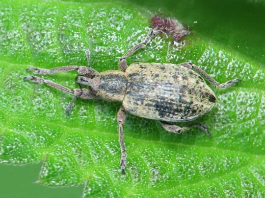 Hypera conmaculata