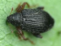 Isochnus sp.