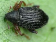Isochnus sp.