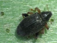 Isochnus sp.