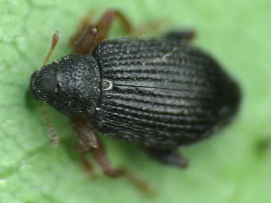 Isochnus