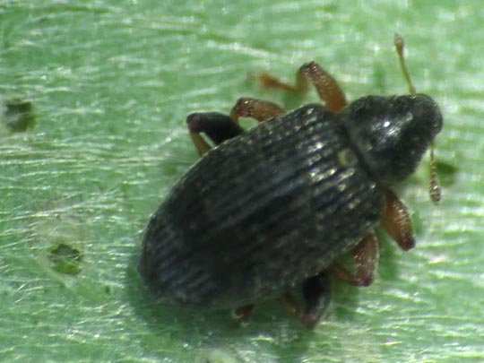 Isochnus