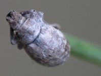Rüsselkäfer, Curculionidae