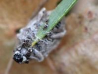 Rüsselkäfer, Curculionidae