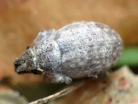 Rüsselkäfer, Curculionidae