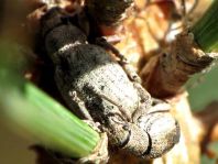 Rüsselkäfer, Curculionidae