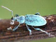 Rüsselkäfer, Curculionidae