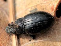 Rüsselkäfer, Curculionidae