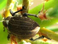 Rüsselkäfer, Curculionidae