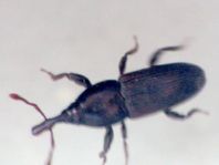 Rüsselkäfer, Curculionidae