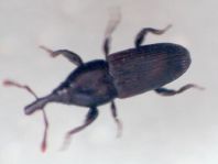 Rüsselkäfer, Curculionidae