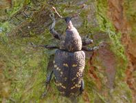 Fichtenrüsselkäfer, Hylobius abietis
