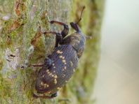 Fichtenrüsselkäfer, Hylobius abietis