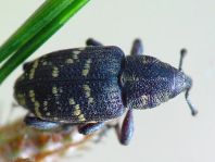 Fichtenrüsselkäfer, Hylobius abietis